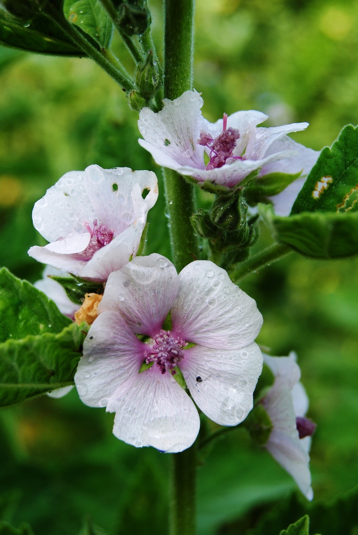 Althaea: Tips and Tricks
