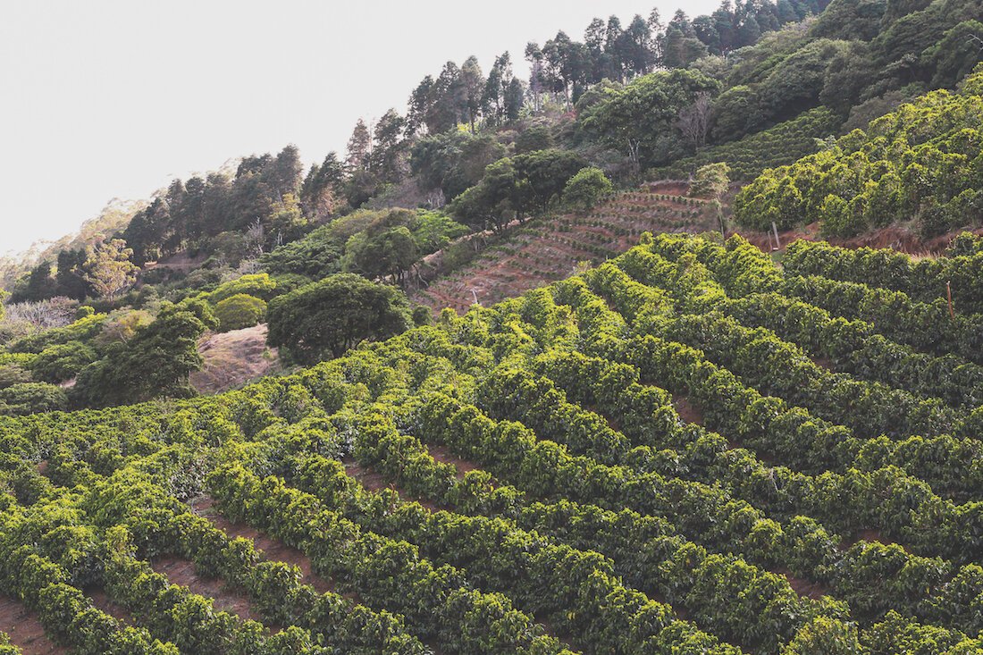 Coffee Spotlight: Costa Rica La Falda