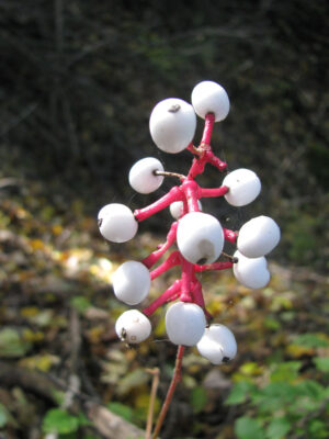 The Ultimate Guide to Growing and Caring for Actaea: Tips and Tricks