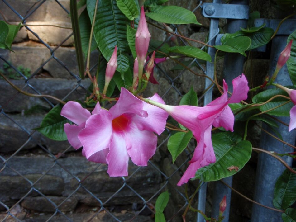 The Ultimate Guide to Growing and Caring for Mandevilla Plants