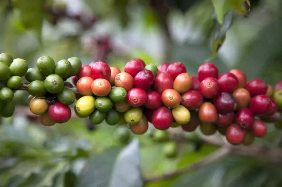 The Geisha coffee variety: History, taste, and why it's so expensive